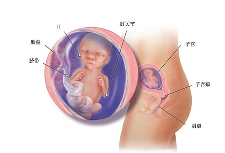 孕妇肚脐突出时间与胎儿成长发育解析