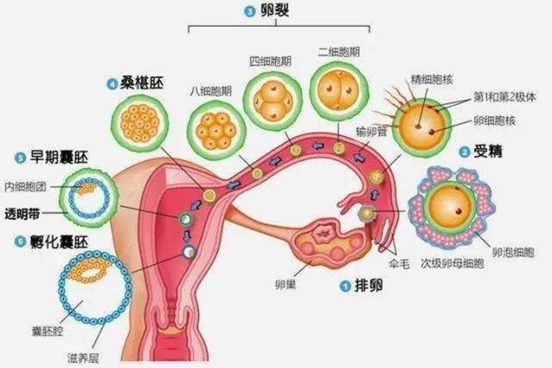 卵泡每个月都有吗，深入了解女性生理周期中的奥秘