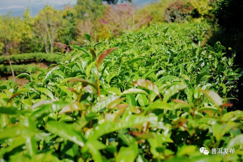 广东南国药业有限公司，传统与现代交融的企业典范