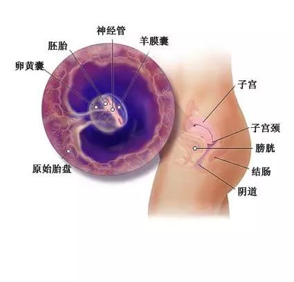 孕6个月胎儿发育标准，深入了解胎儿成长过程