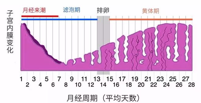 半个月又来月经，深度解析女性生理周期异常现象